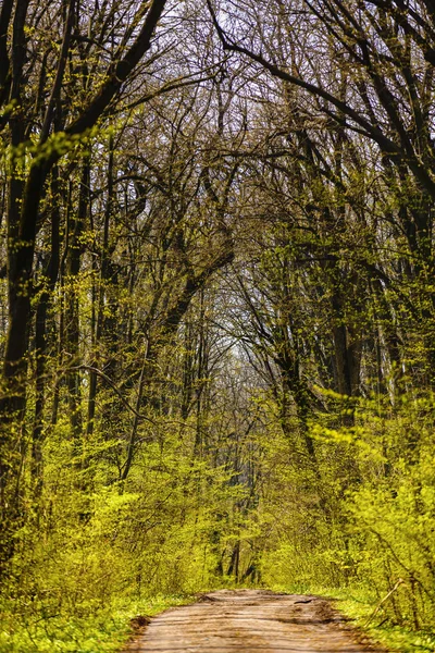 Turistaút vezet a gyönyörű gyertyános erdő — Stock Fotó