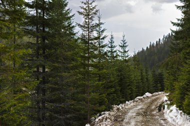 Köy yolunda kışın dağlarda çam ormanı