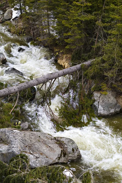 Krajobraz z rzeką przepływającej przez las sosnowy w moun — Zdjęcie stockowe