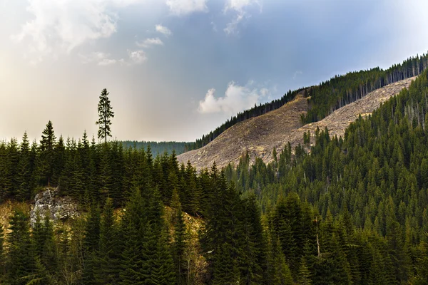 Odlesňování v Rumunsku, zneužívána, kácení celé — Stock fotografie