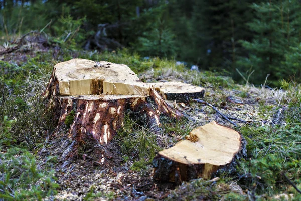 在罗马尼亚，虐待的方式，减少整体的砍伐森林 — 图库照片