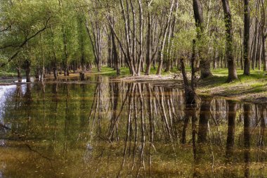 hizalanmış ağaçlar için orman