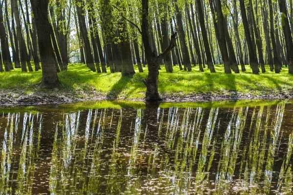 forest for the trees aligned