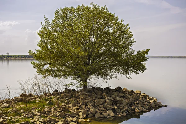 Isolierter Baum am Ufer eines Flusses — Stockfoto