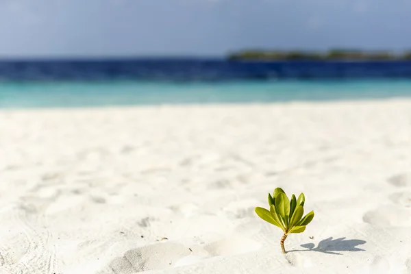 Vackra ö stranden med sandspit på Maldiverna — Stockfoto