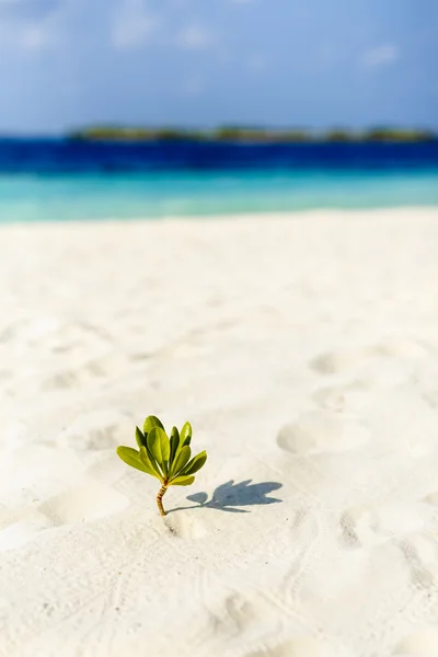 Vackra ö stranden med sandspit på Maldiverna — Stockfoto