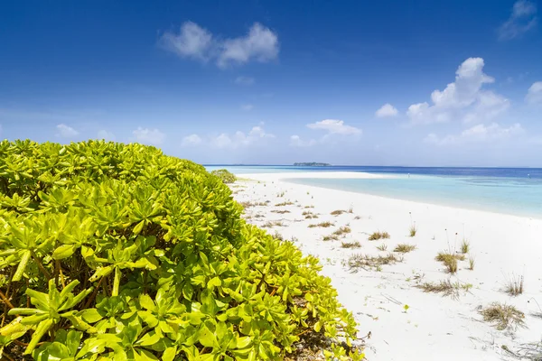 Hermosa playa de la isla con arena en Maldivas —  Fotos de Stock