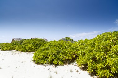 Maldivler bir tropikal plaj manzara