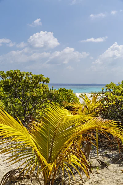 Paysage avec une plage tropicale aux Maldives — Photo