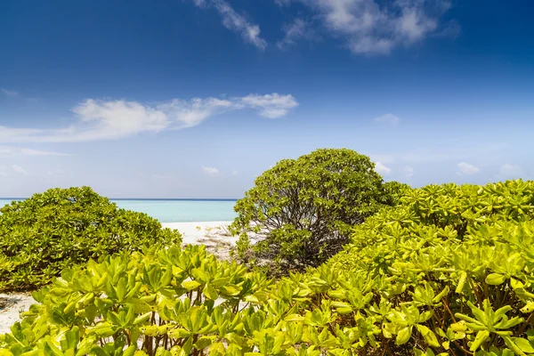 Paisaje con una playa tropical en las Maldivas —  Fotos de Stock