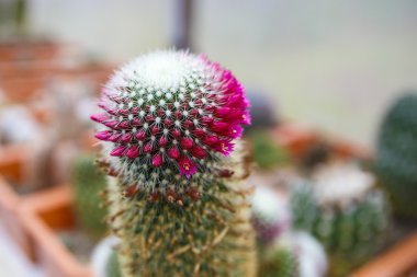 kaktüs sera büyüyen, seçici odak.