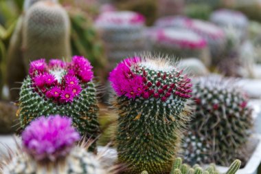 kaktüs sera büyüyen, seçici odak.