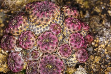 güzel renk çiçek kaktüs kadar kapatın