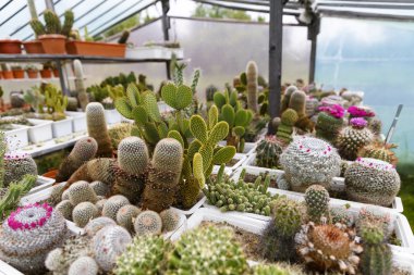 kaktüs sera büyüyen, seçici odak.