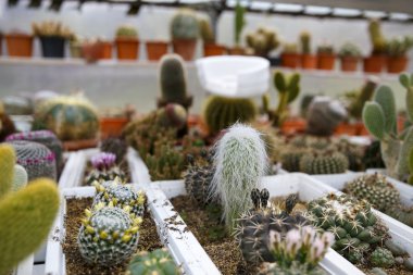 kaktüs sera büyüyen, seçici odak.