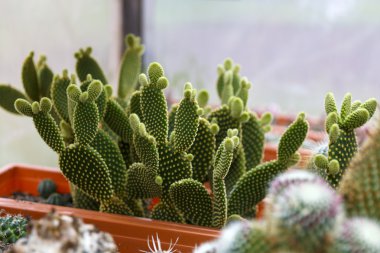 kaktüs sera büyüyen, seçici odak.