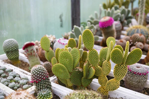 Cactus in greenhouse growing, selective focus. — Stock Photo, Image