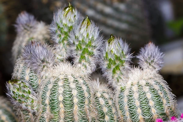 Close up beautiful color  flower cactus — Stock Photo, Image