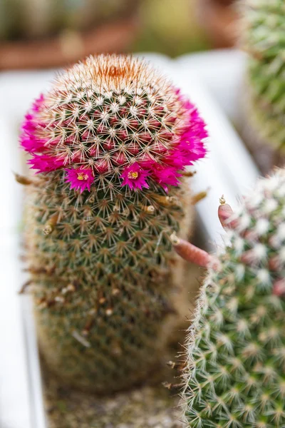 kaktüs sera büyüyen, seçici odak.