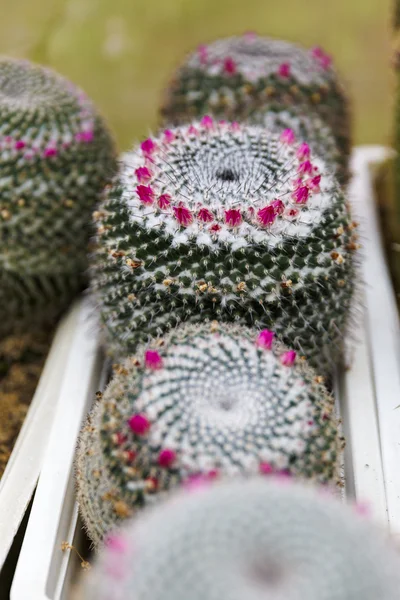 Cactus in greenhouse growing, selective focus. — Stock Photo, Image