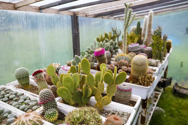 Cactus in greenhouse growing, selective focus. — Stock Photo, Image