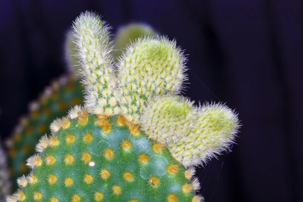 Fermer belle couleur fleur cactus — Photo