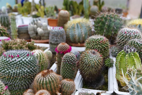 Cactus in greenhouse growing, selective focus. — Stock Photo, Image