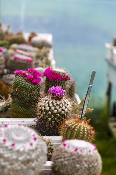 Cactus en cultivo de invernadero, enfoque selectivo . —  Fotos de Stock