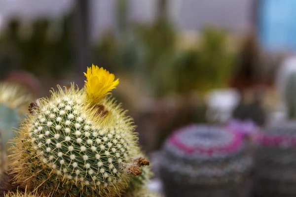 Cactus in greenhouse growing, selective focus. — Stock Photo, Image