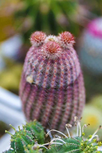 Cactus in greenhouse growing, selective focus. — Stock Photo, Image