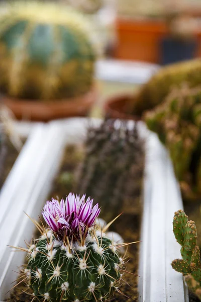 Cactus in greenhouse growing, selective focus. — Stock Photo, Image