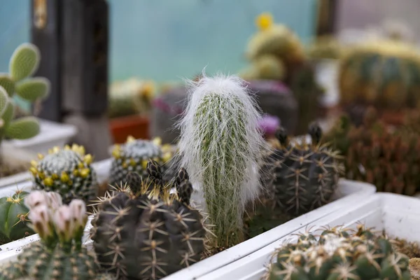 Cactus in greenhouse growing, selective focus. — Stock Photo, Image