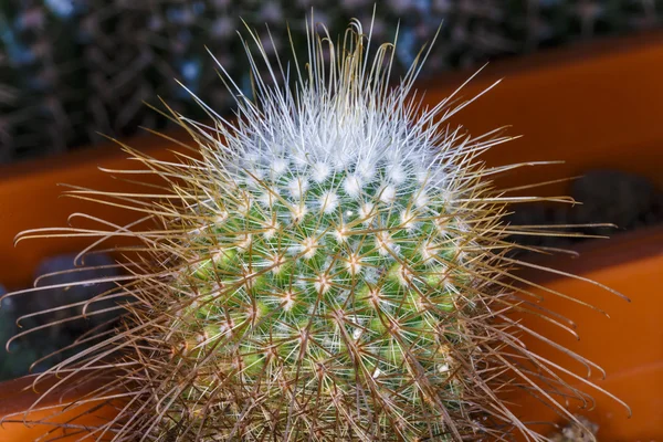 Close up beautiful color  flower cactus — Stock Photo, Image