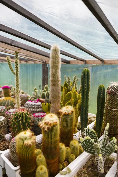 Cactus in greenhouse growing, selective focus. — Stock Photo, Image