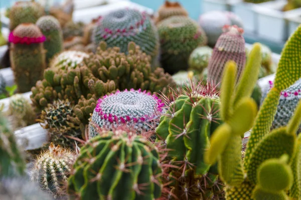 Cactus in greenhouse growing, selective focus. — Stock Photo, Image