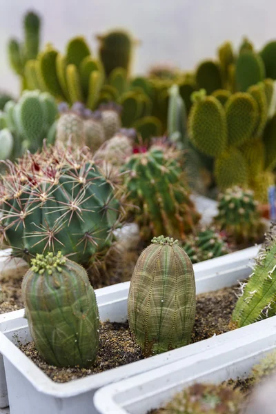 Cactus in greenhouse growing, selective focus. — Stock Photo, Image