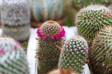 kaktüs sera büyüyen, seçici odak.