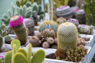 kaktüs sera büyüyen, seçici odak.