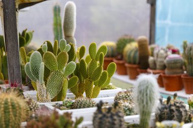 kaktüs sera büyüyen, seçici odak.