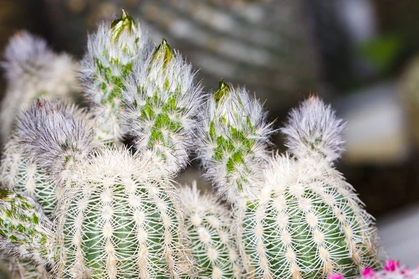 Zblízka krásné barvy květu kaktusu — Stock fotografie