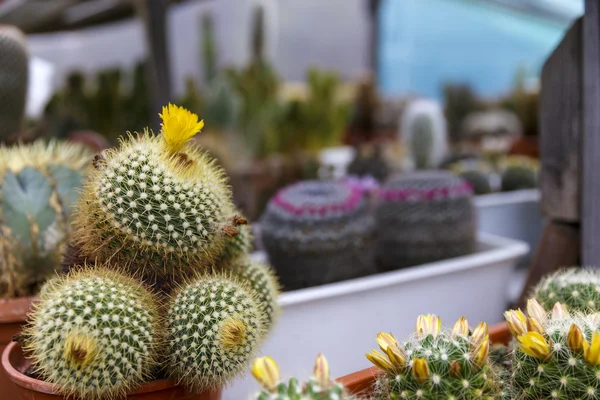 Cactus in greenhouse growing, selective focus. — Stock Photo, Image