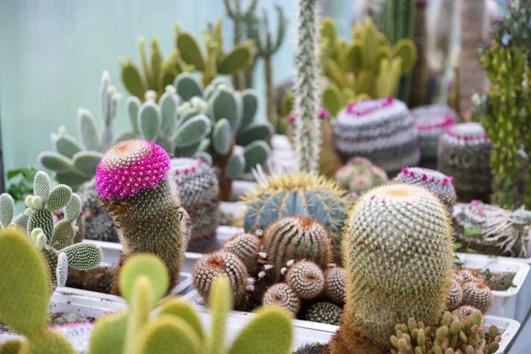 Cactus in greenhouse growing, selective focus. — Stock Photo, Image