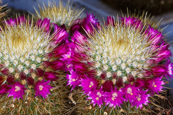 Közelről szép színes virág kaktusz — Stock Fotó