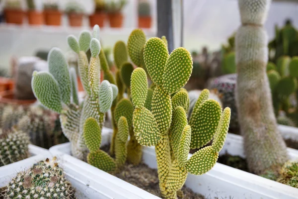 Cactus in greenhouse growing, selective focus. — Stock Photo, Image