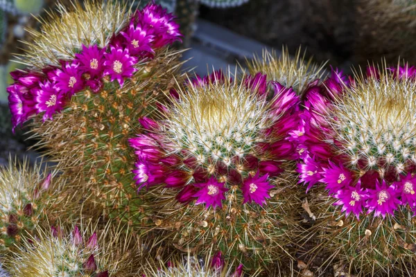 Nära håll vacker färg blomma cactus — Stockfoto