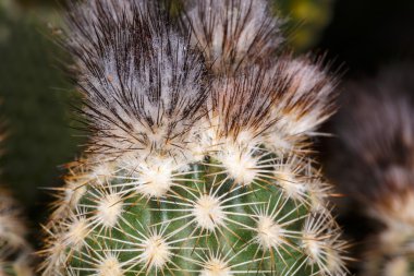 güzel renk çiçek kaktüs kadar kapatın