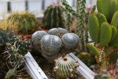 kaktüs sera büyüyen, seçici odak.