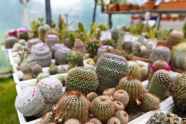 Cactus in greenhouse growing, selective focus. — Stock Photo, Image