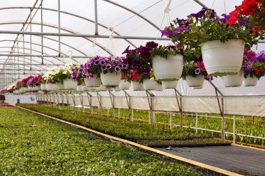 Sera ilkbaharda çiçeklenir