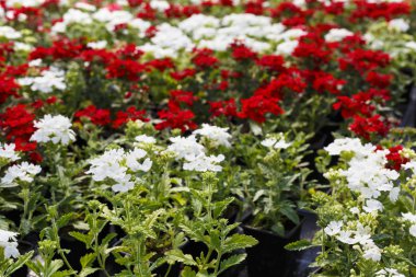 Sera ilkbaharda çiçeklenir